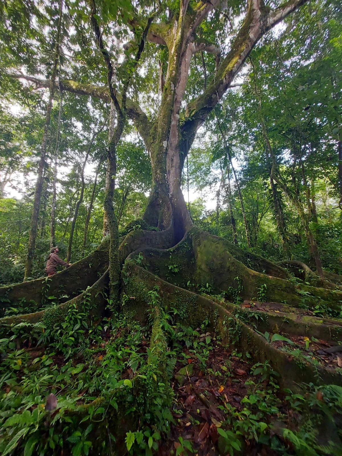 Trimurti Yoga Ecuador in the Amazon Jungle